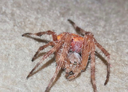 Жительница Сочи обнаружила в своем доме необычного паука