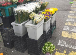 8 фактов торговли растениями из Красной книги выявили в Сочи