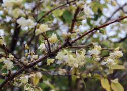 В Дендрарии на месяц раньше срока зацвела жимолость