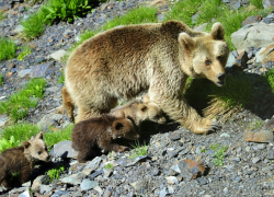 В горах Сочи завелся новый вид медведей