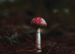 Приезжий IT-специалист скончался после "мухоморного тура" в Сочи