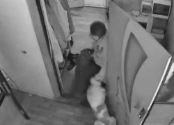 Две соседские собаки напали на пенсионерку в Сочи