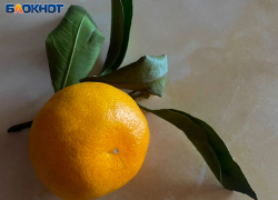 В Россию хотели провезти из Абхазии более 12 тонн мандаринов, зараженных клопами  