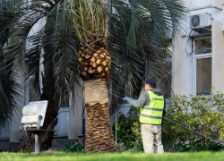 Несколько десятков аварийных пальм спили в Сочи