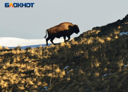 В Сочи пройдет Фестиваль горного зубра, несмотря на плохую погоду