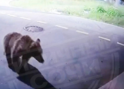 Голодный медведь пришел к ресторану в Сочи