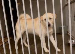 200 бездомных собак из Сочи нашли новых хозяев