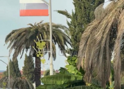 Пока власти решают, кому в Сочи принадлежат пальмы, деревья продолжают массово гибнуть