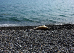 Очередного мертвого дельфина нашли на пляже в Сочи