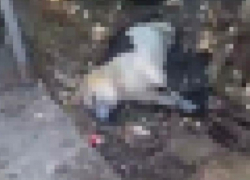 Неизвестные жестоко убили собаку в Сочи, склеив ей пасть и лапы скотчем