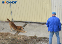 В приютах для животных в Сочи выявили многочисленные нарушения