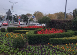 Холодостойкие цветы высаживают на улицах Сочи 