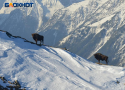 В 2024 году начнётся строительство горного курорта Турьев Хутор в Сочи