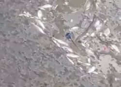 Огромное количество мертвой рыбы разлагалось в водоеме в Сочи