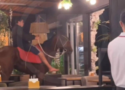 В Сочи нетрезвый "рыцарь" прямиком на коне заехал в кафе