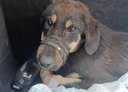 Не дайте малышу умереть: в Сочи живодер расстрелял щенка, сделав из него инвалида