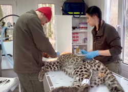 Сочинскому котенку леопарда удалили молочный зуб