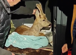 В Сочи спасли косулю, которую беспризорные собаки выгнали из леса