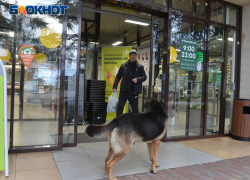 Жители и гости Сочи стали чаще жаловаться на укусы бездомных собак