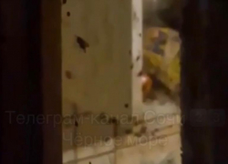 Многодетная мать из Сочи превратила жизнь соседей в ад, устроив в квартире рассадник тараканов