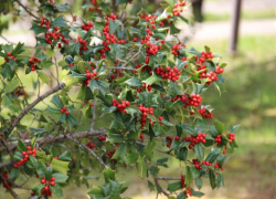 Красные ягоды появились на символе Рождества в Сочи