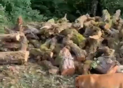 В Сочи срубили редкое дерево без надобности и должных аргументов 