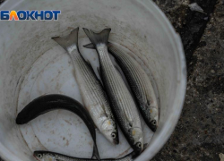 56 килограммов рыбы изъяли у торговцев в Адлере