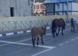 В Сочи можно встретить не только медведей, но и лошадей в компании осликов