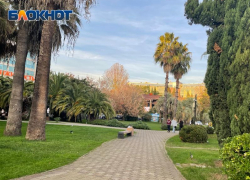 Министр природных ресурсов России возглавит Комиссию по спасению пальм в Сочи