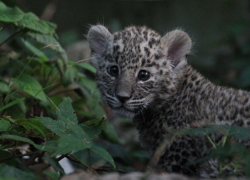Трехмесячного котенка леопарда из сочинского Нацпарка назвали Умкой 