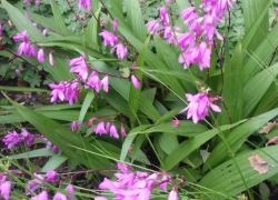 На территории Сочи из-за интенсивной застройки гибнут краснокнижные орхидеи
