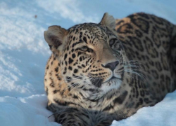 В Сочи рассказали историю 20-летнего леопарда Алоуса 