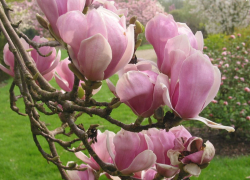 В Сочи зацвела магнолия Суланжа