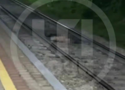 Тело мужчины без головы и ног нашли на  ж/д станции в Сочи