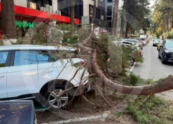 Огромная ветка упала на дорогу и повредила два автомобиля в центре Сочи
