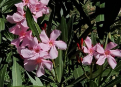 В парке Сириуса продолжаются цветения осенних растений