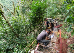В Тисо-самшитовой роще Сочи закрыли туристическую тропу