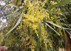 В Дендрарии зацвело редкое африканское дерево