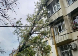 Огромное дерево упало на многоквартирный дом в Сочи