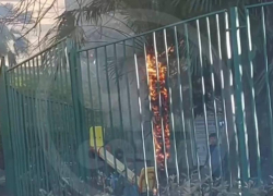 Дети сожгли пальму на игровой площадке в Сочи