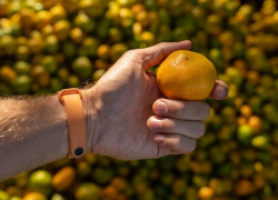 Селекционеры Сочи запатентовали 3 новых сорта мандарина