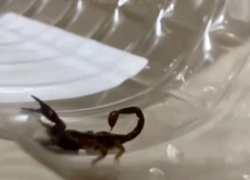 Жительница Сочи обнаружила скорпиона в своей ванной