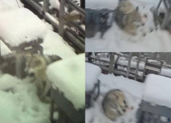  В Сочи «Ласточка» сбила волка, которого теперь некому спасти