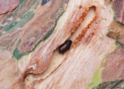 Ученые выяснили, почему в Сочи массово гибнут деревья