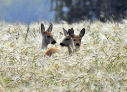 Косуля ушла на свободу