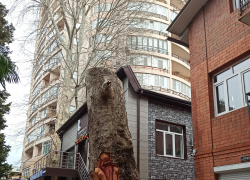 Легендарный платан превратился в скульптуру