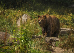 Медведь растерзал теленка в селе Сочи