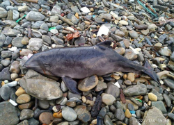 На сочинском пляже обнаружили труп тупомордого дельфина 