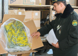 Контрабандная мимоза