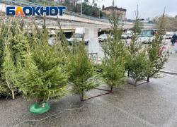 Стоимость новогодней ели в Сочи в среднем составляет 800 рублей